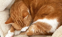 Featured image of post 2020年10月总结