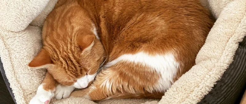 Featured image of post 2020年10月总结