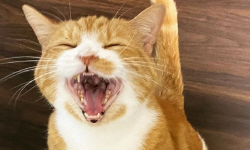 Featured image of post 2021年3月总结