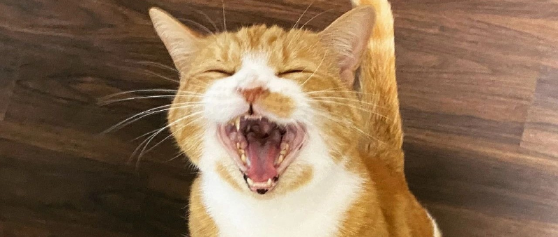 Featured image of post 2021年3月总结