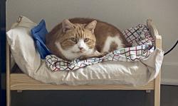 Featured image of post 2021年10月总结