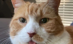 Featured image of post 猫（二）