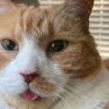 猫(二)