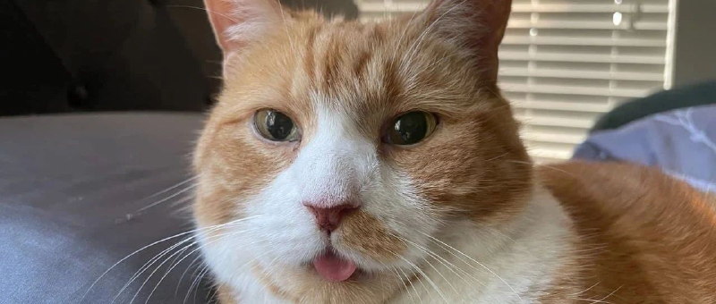 Featured image of post 猫(二)