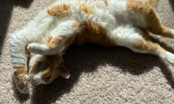 Featured image of post 猫