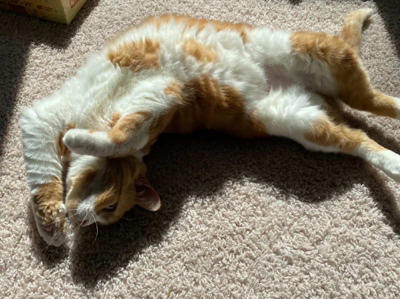 Featured image of post 猫