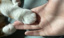 Featured image of post 猫（三）