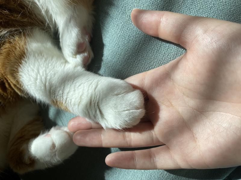 Featured image of post 猫（三）