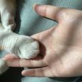 猫（三）