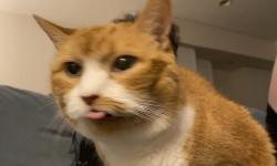 Featured image of post 猫（完）