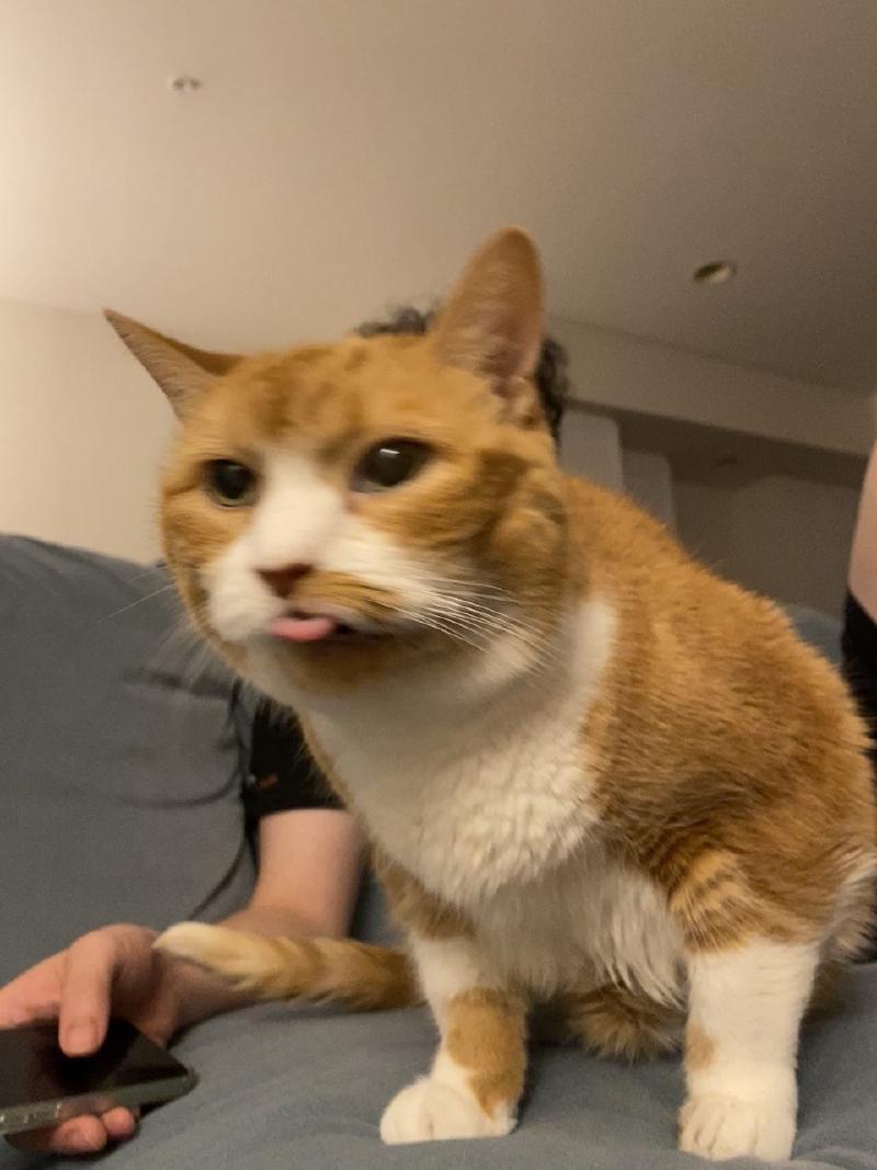 Featured image of post 猫（完）