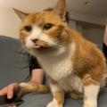 猫（完）