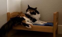 Featured image of post 回家